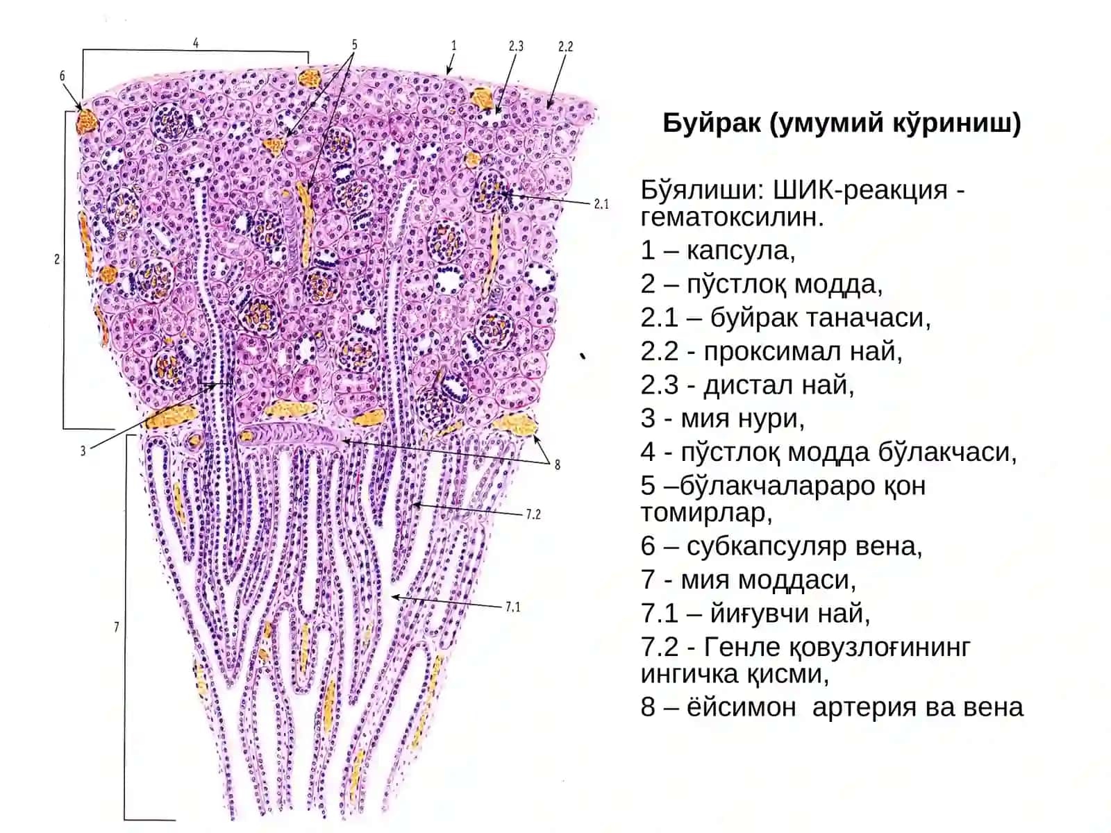 СИЙДИК АЙИРУВ СИСТЕМАСИ 2
