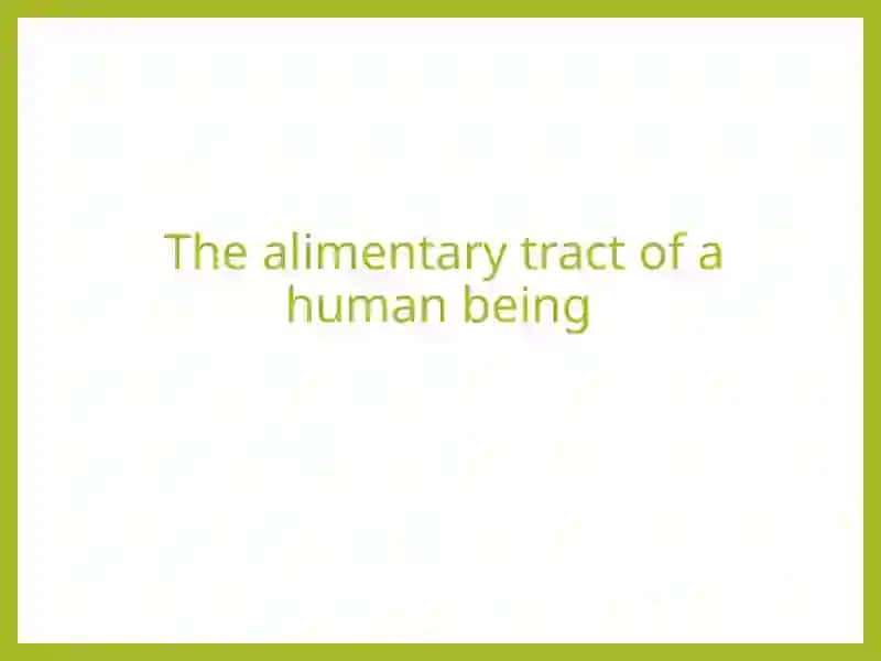 The alimentary tract of a human being 2