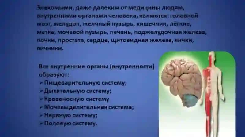 ВНУТЕРННЫЙ ОРГАНИ ЧЕЛОВЕКА 2
