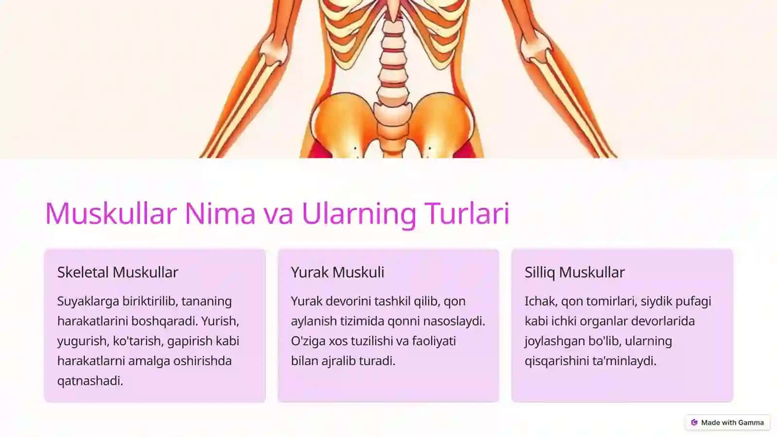 Muskullar Fiziologiyasi 2