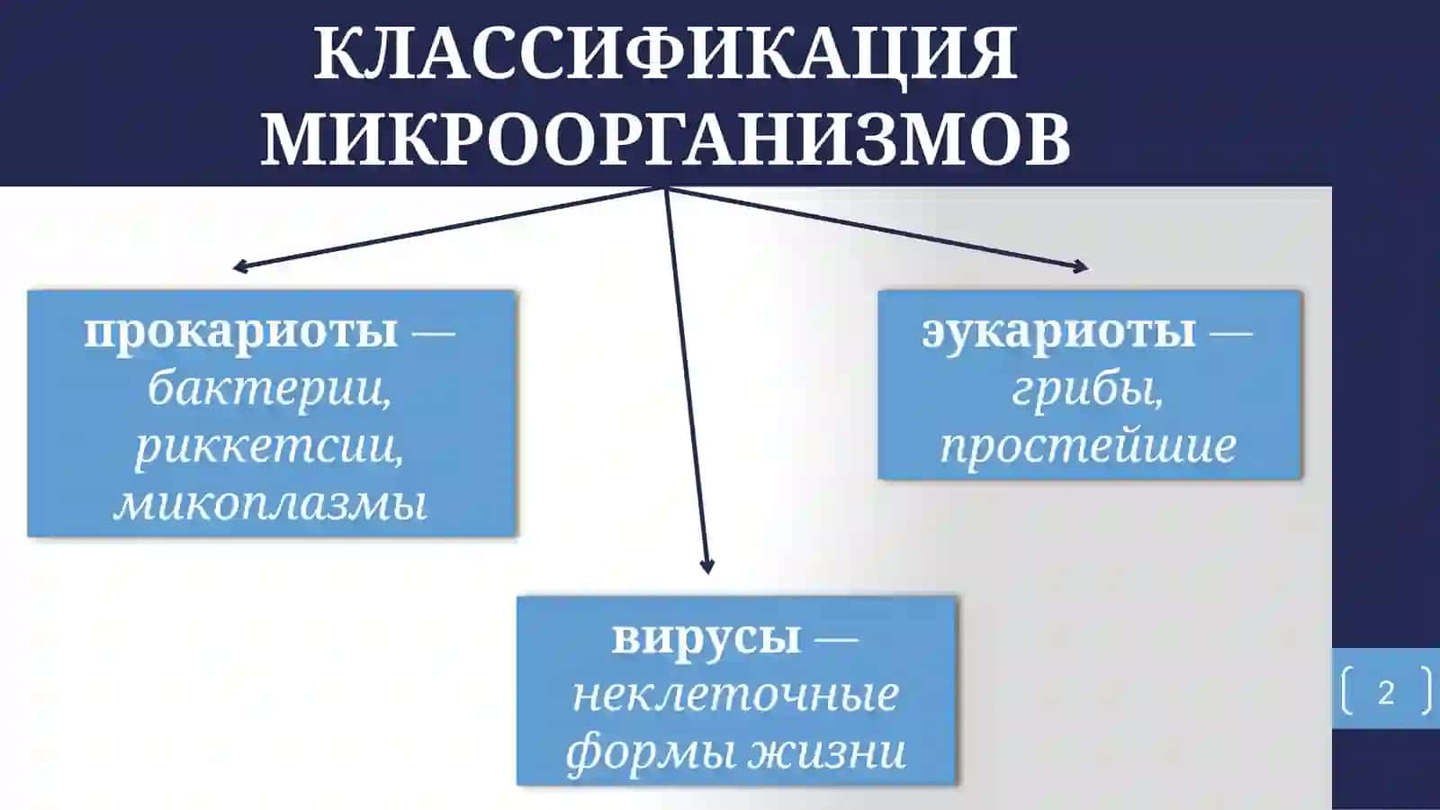 КЛАССИФИКАЦИЯ МИКРООРГАНИЗМОВ 2
