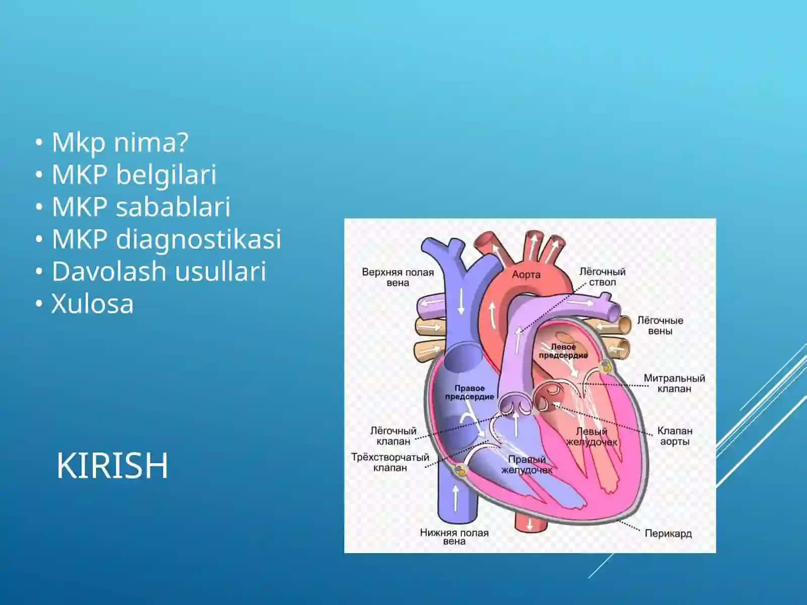 MITRAL KLAPAN PROLAPSI 2