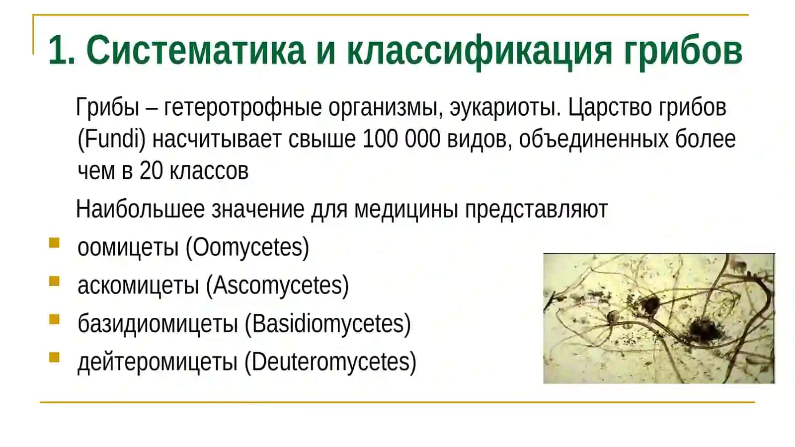 Грибоги Микроскопия и морфология 2