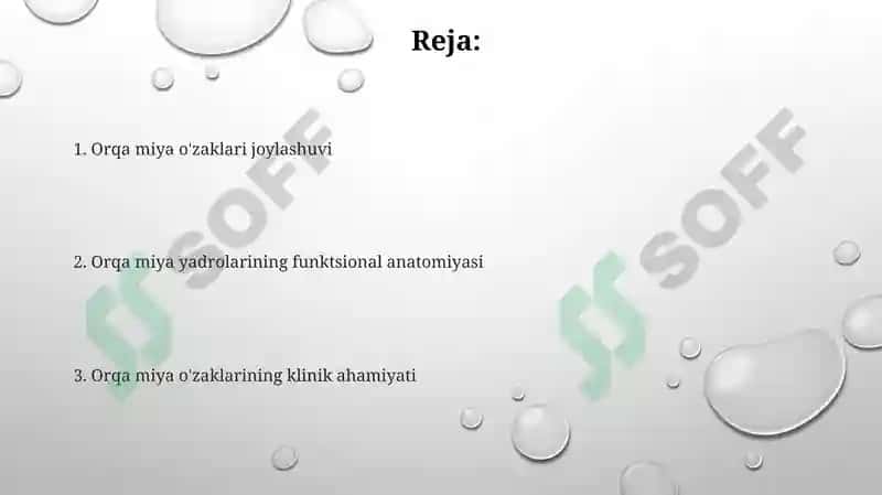 Orqa miya o'zaklarining ahamiyati 2