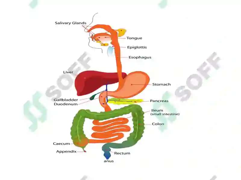 Functions of the digestive treatment 2