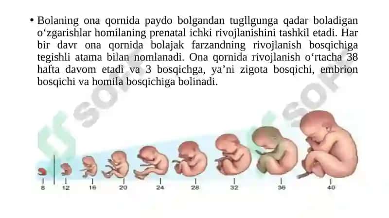 Ontogenezning ilk bosqichlari 2