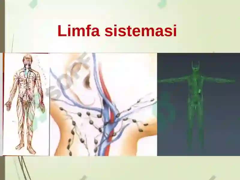 Limfa sistemasi 2