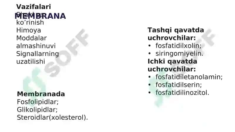 Hujayra membranasi 2