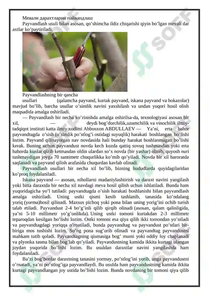 Mevali daraxtlarni payvandlash 2