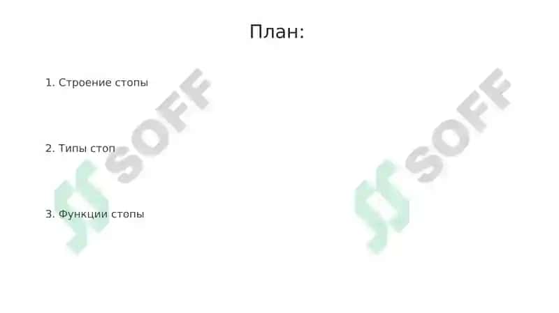 Анатомия стопы 2