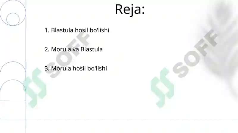 Morulla va Blastula 2