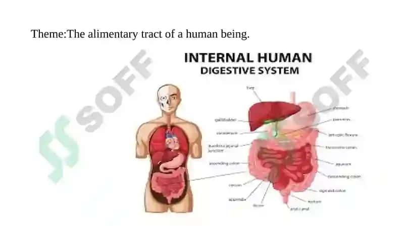 The Alimentary Tract of a Human Being 2