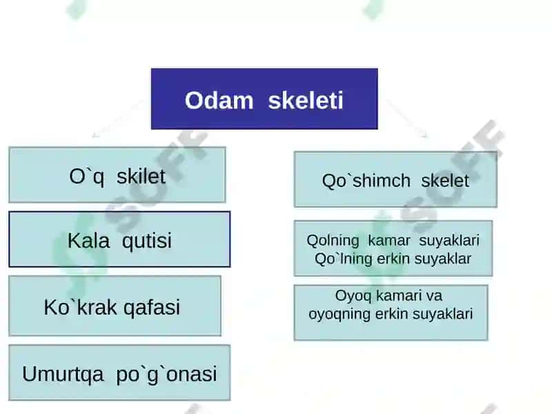 Gavda skelet. Bosh skeleti, gavda skeletining suyaklari 2