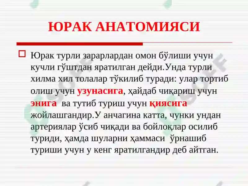 ЮРАК АНАТОМИЯСИ ВА НАБЗНИНГҲОСИЛМЕХАНИЗМИ 2