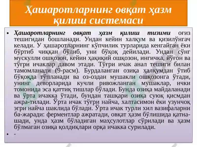 Ҳашаротларнинг овқат ҳазм қилиш тизими 2