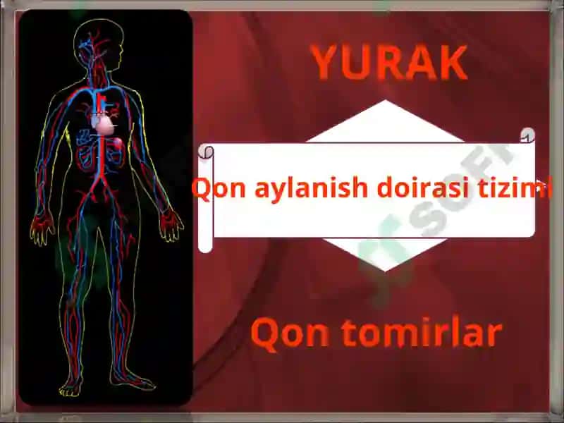 YURAK QON-TOMIR TIZIMINING UMUMIY ANATOMIYASI 2