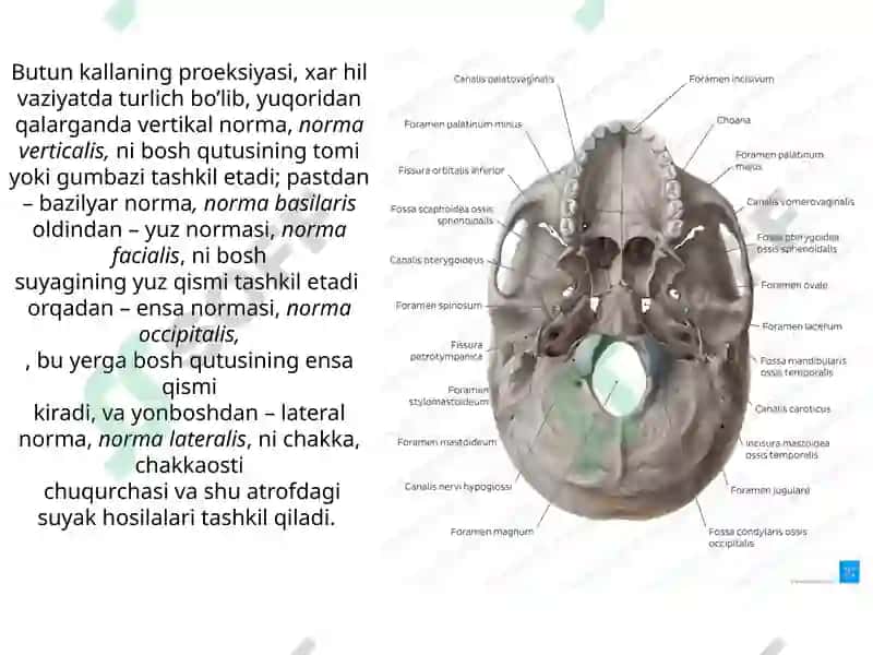 Kalla suyaklari asosi. Bo‘shliqlar. Chuqurlar. Kanallar 2