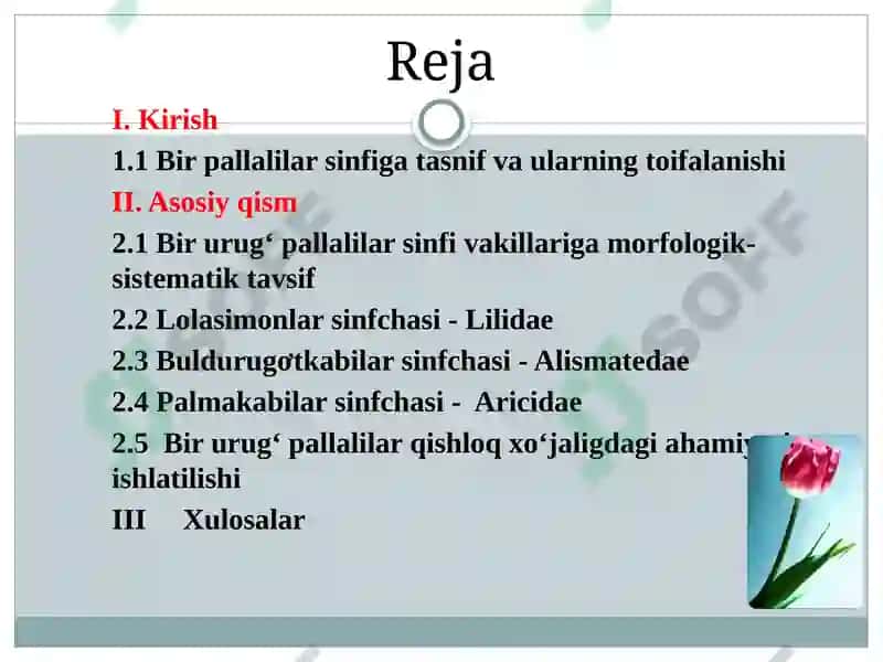 Bir Urug’Pallalilar Sinfi 2