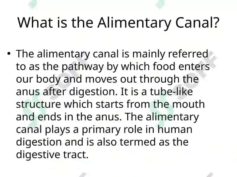 The alimentary tract of a human being 2