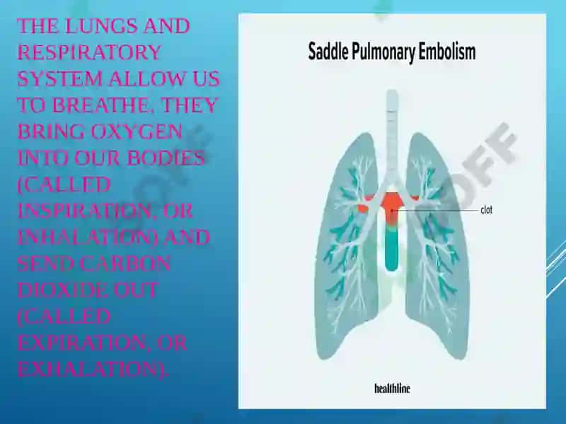 Lungs and a Pulmonary System 2