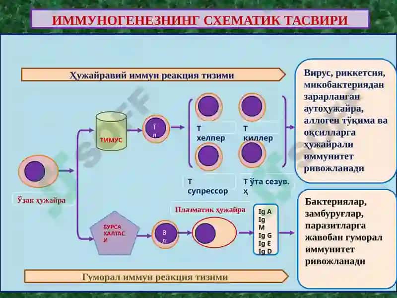 Қон айланишининг бузилиши. Артериал ва веноз тўлақонлик. Қон кетиши ва қон қуйилиши. Тромбоз. Эмболия 2