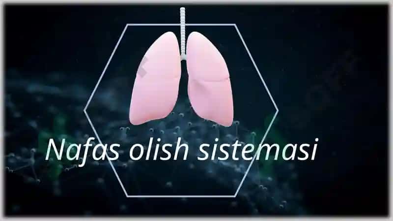 Nafas olish sistemasi pptx 2