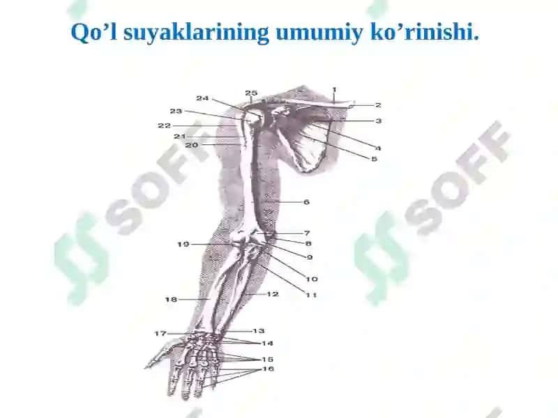 Qo‘lsuyaklarining tuzilishi va birikishi 2