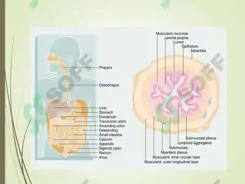 GASTRIT 2