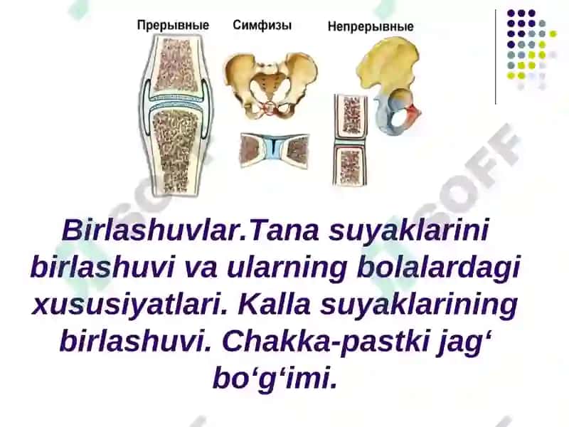 Anatomiya Haqida brikmalar 2