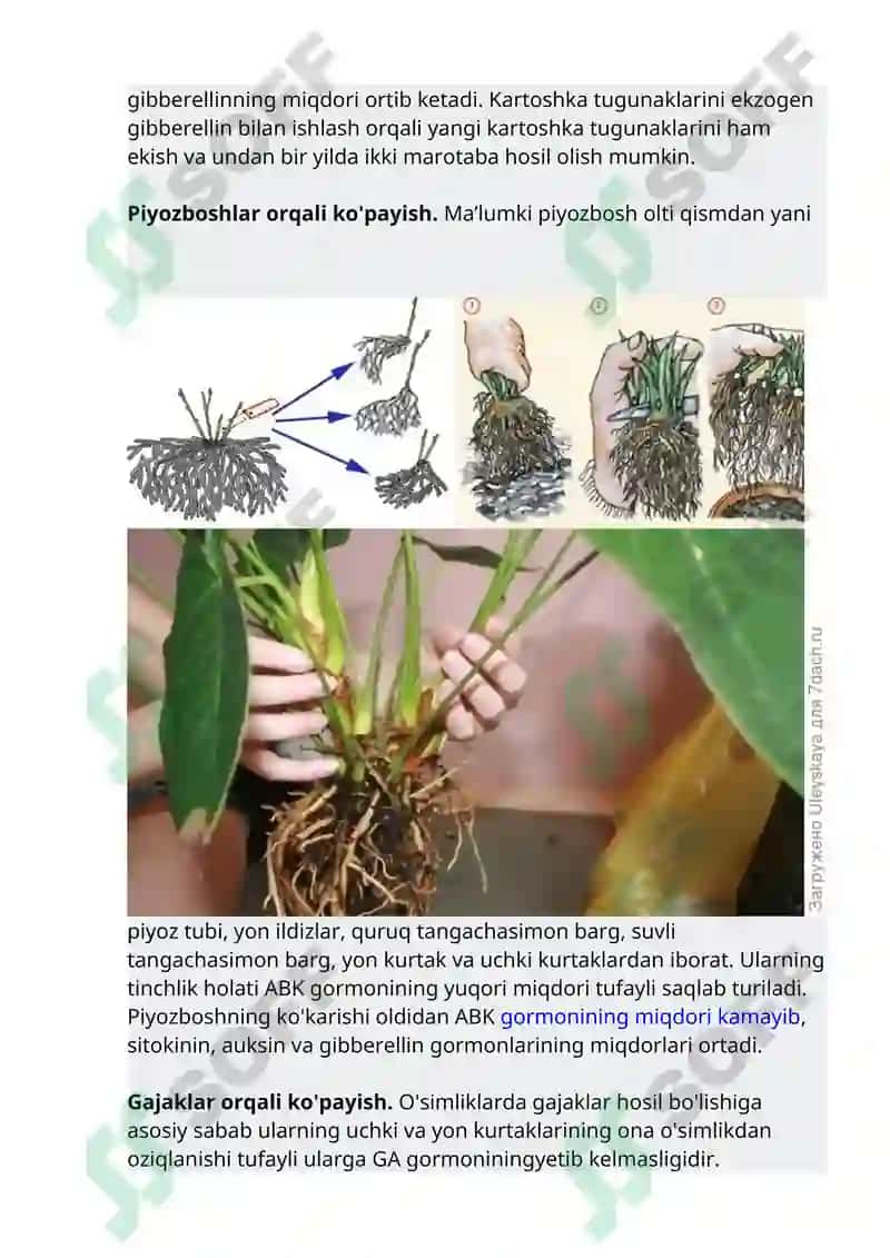 O'simliklarning vegetativ ko'payishi 2