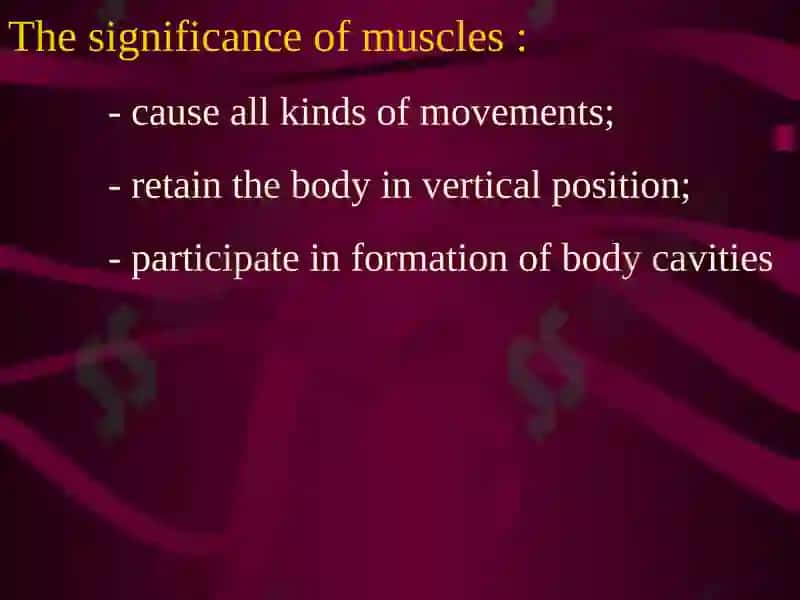 The muscular system 2