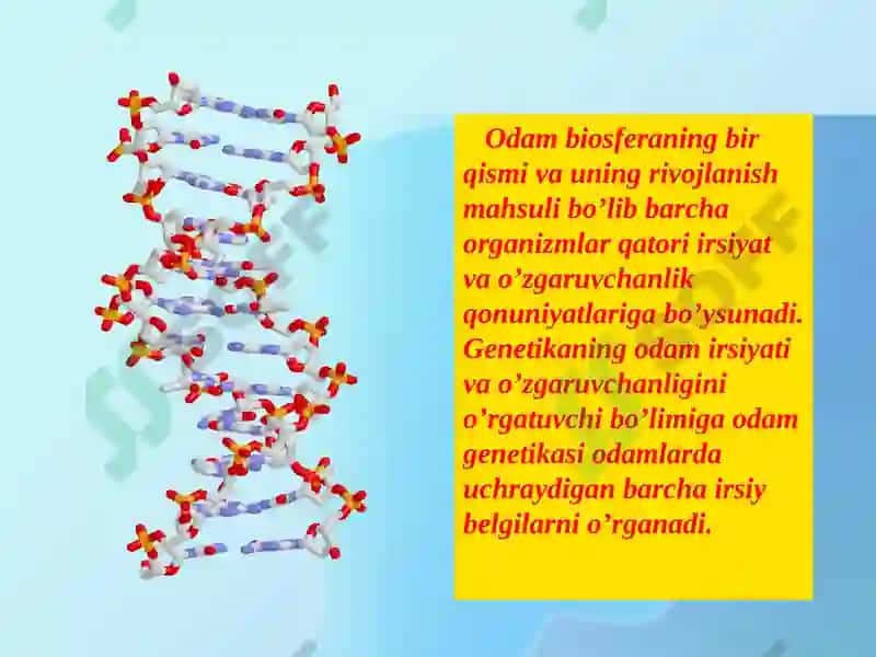 Odam Genetikasi 2