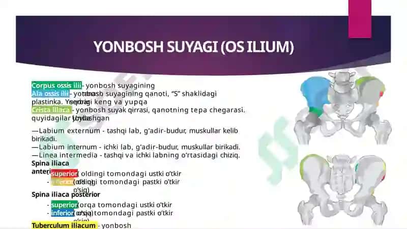 Chanoq suyagi va uning erkin suyaklari. 2