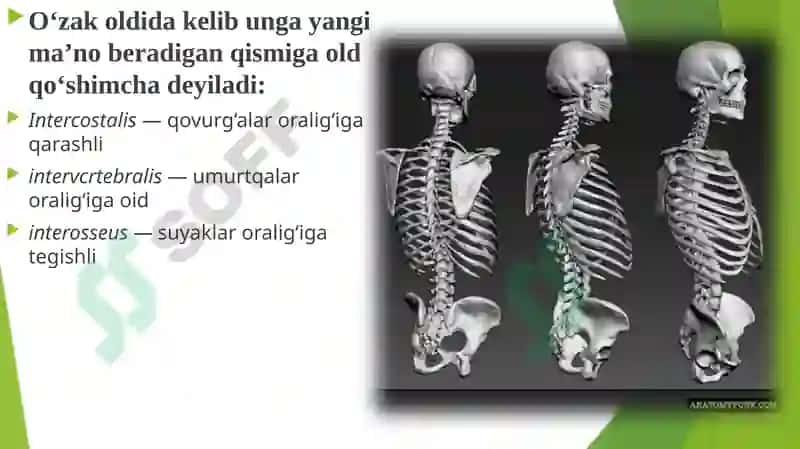 Medicus 2