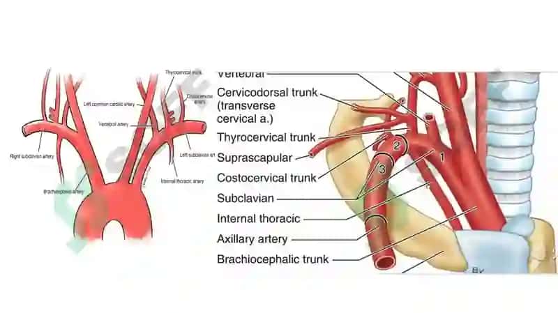 O’mrov osti arteriya tarmoqlari, Aksillar arteriya. 2