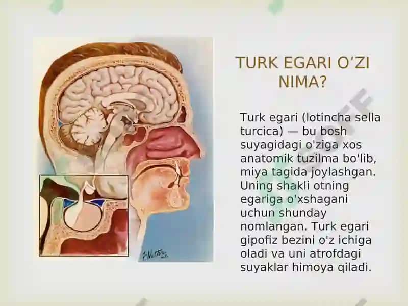 Bo‘shturkegarisindromi 2