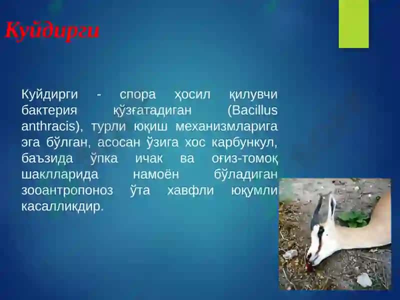 Куйдирги (Anthrax) 2