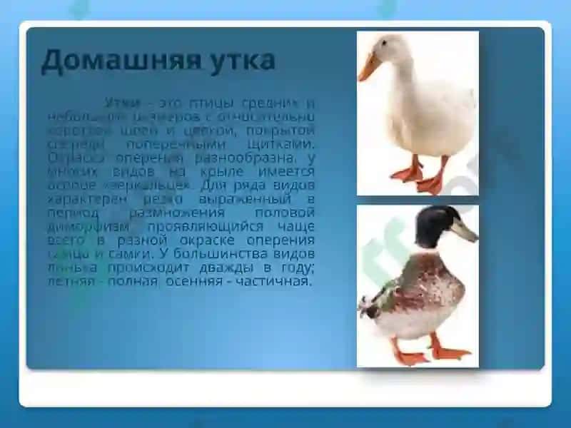 Домашняя утка 2