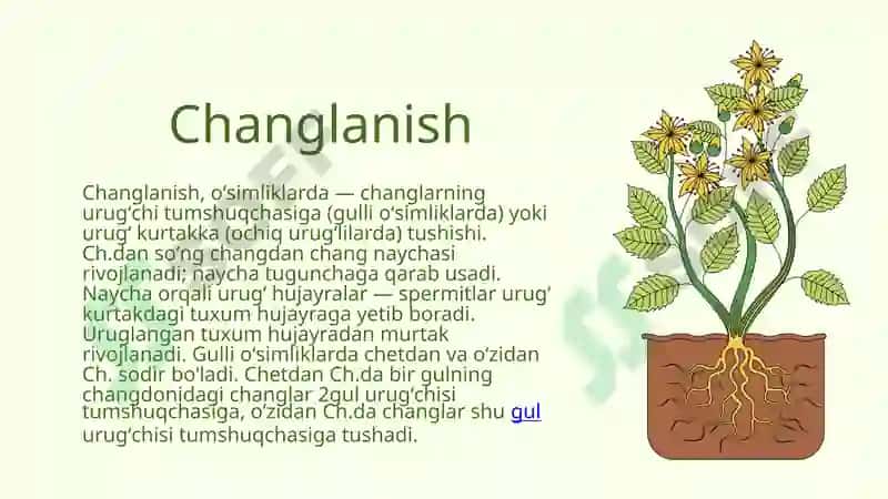 O‘z-o‘zini changlanish (avtogamiya) 2