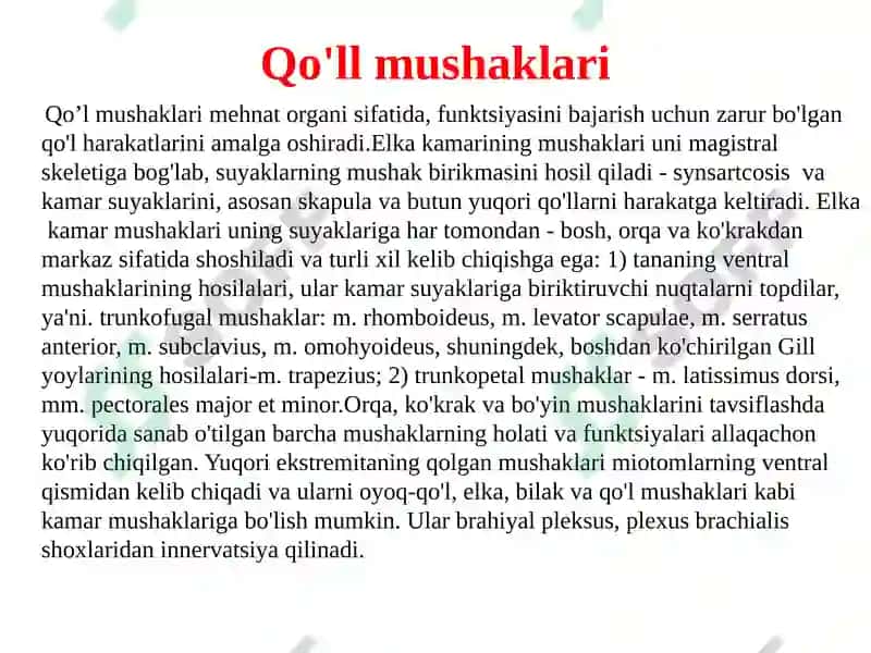 Qo‘l muskullari 2