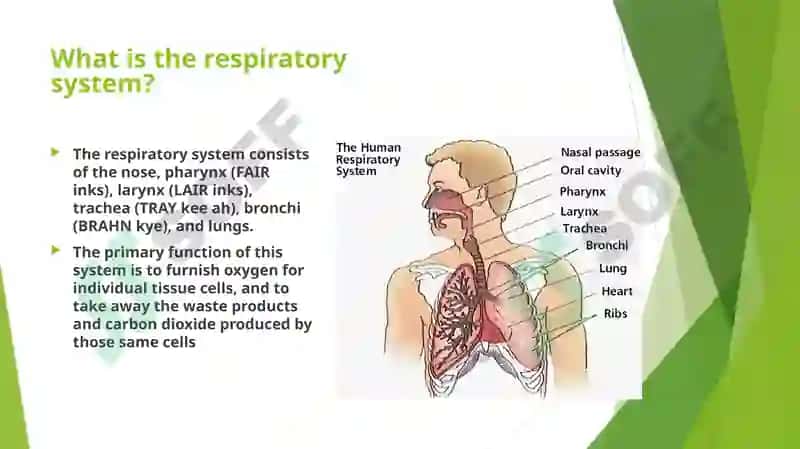 Lungs and a pulmonary system 2