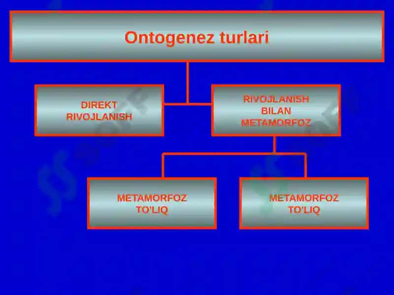 Ontogenez 2