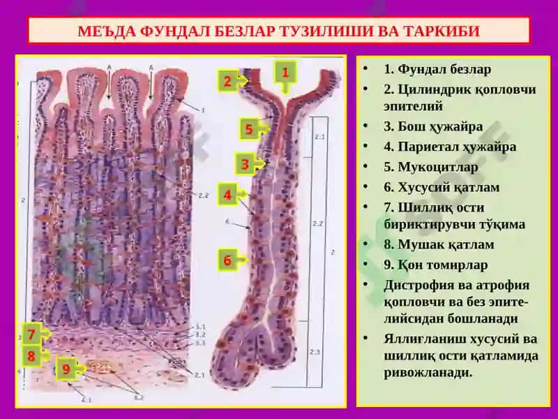 ПАТОЛОГИК АНАТОМИЯ 2