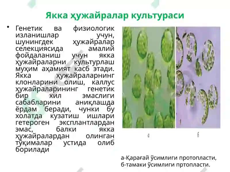 Якка ҳужайралар культураси 2