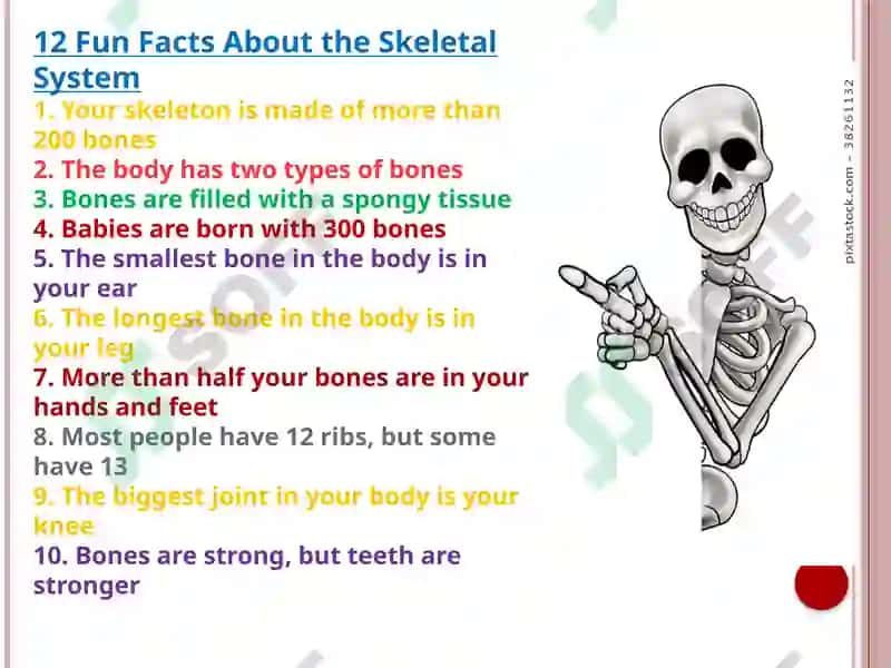 Skeletal system (anatomy) 2