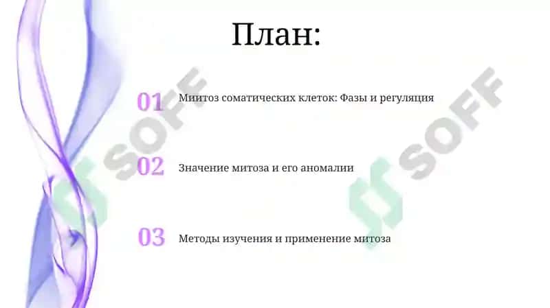 Митоз соматических клеток: Фазы и регуляция 2