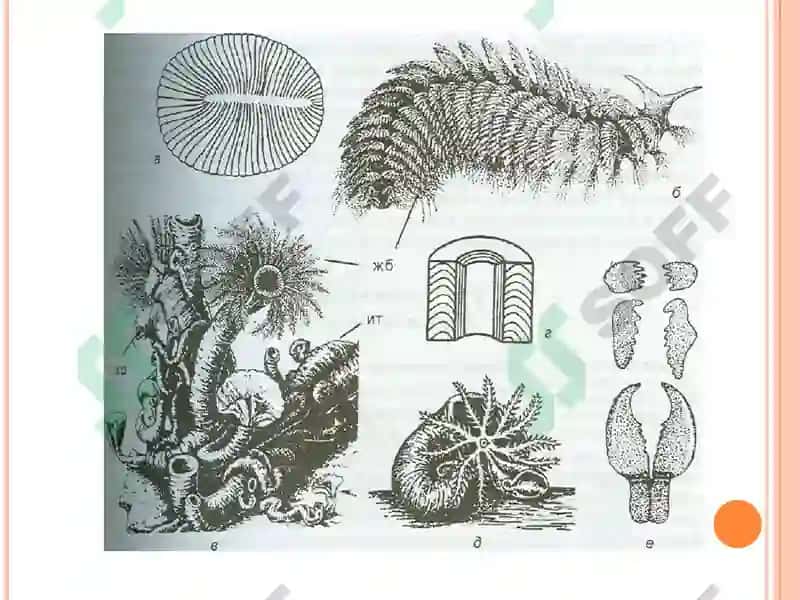 Халқали чувалчанглар тури 2