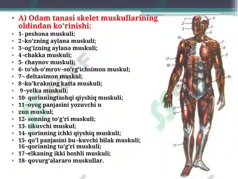 Muskullar va ularning funksiyasi 2