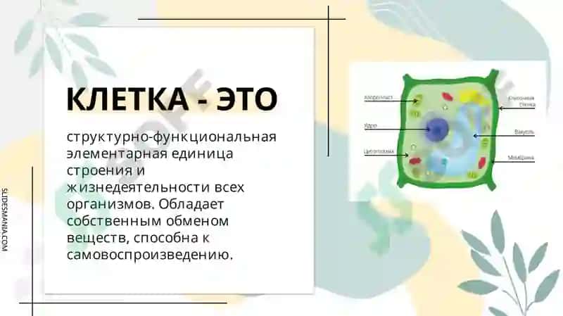 СТРОЕНИЕ КЛЕТКИ 2