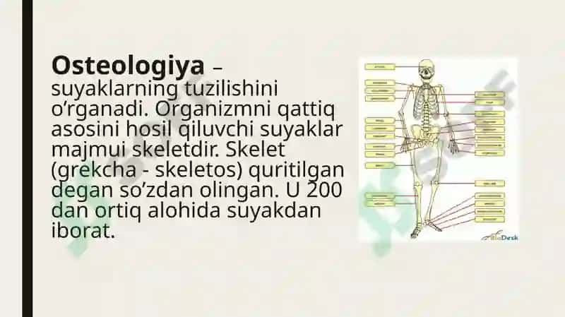Umumiy osteologiya 2